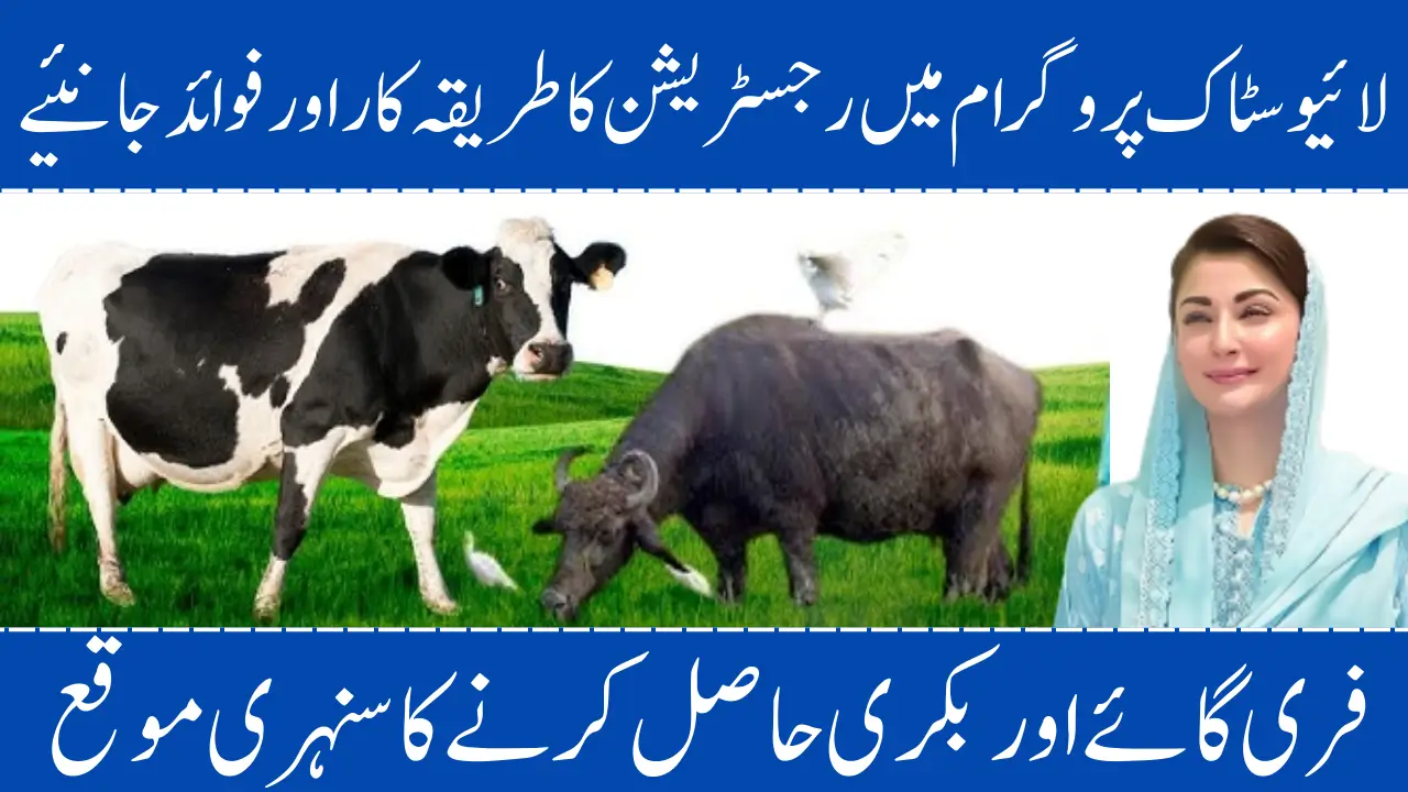 Punjab Livestock Program Phase 2 How to Apply for Free Livestock in 2025