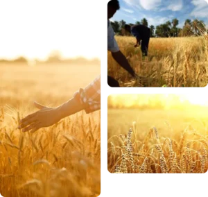 CM Punjab Wheat Support Program 2025
